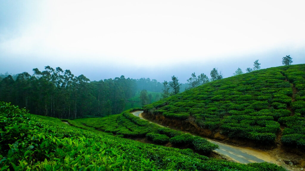 Coorg_travellersofindia-scaled