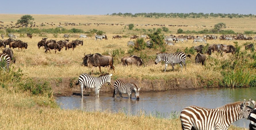 3-Days-Masai-Mara-Wildlife-Safari